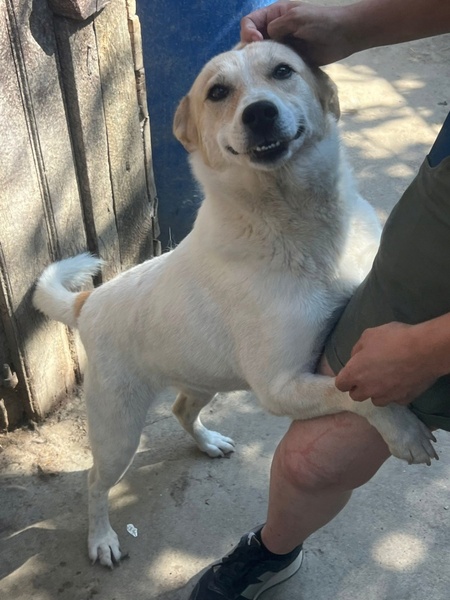Adopter Maiti