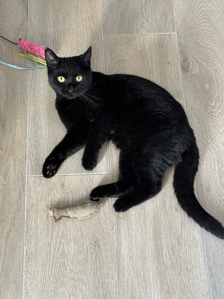 Adopter Benny