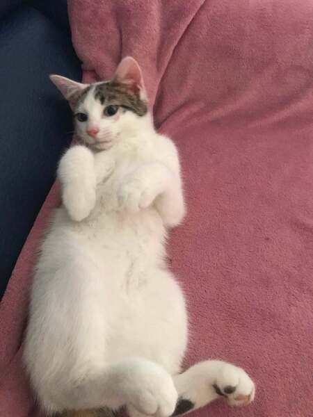 Adopter HUGGY