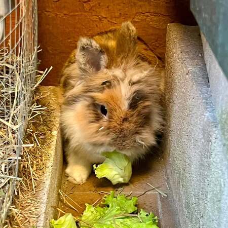 Adopter Robinson