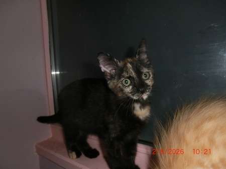 Adopter Luna