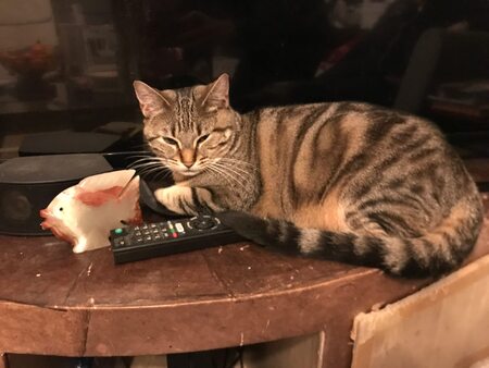 Adopter Athéna 