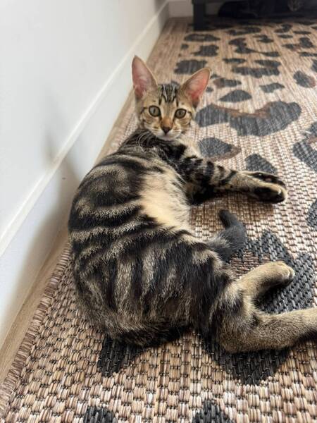 Adopter Gumble