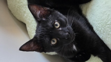 Adopter Balkis