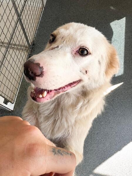 Adopter BELLE