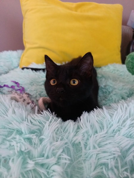 Adopter Bulma