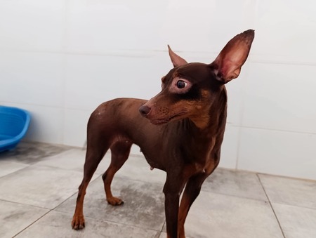 Adopter CANELA