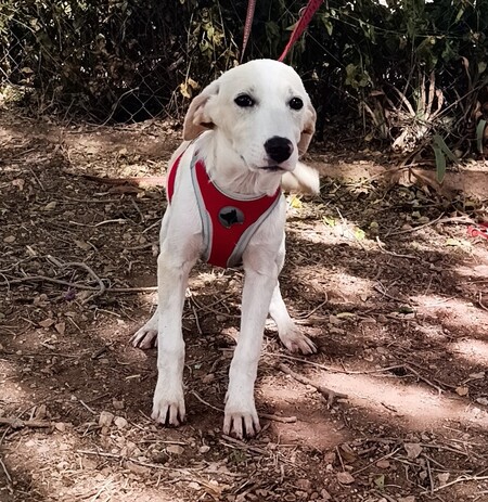 Adopter Stella