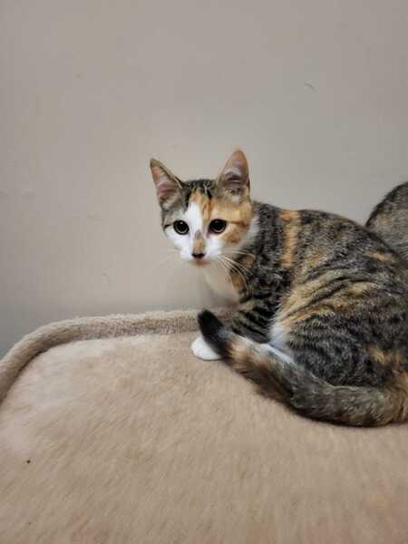 Adopter BEA