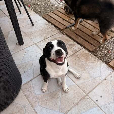 Adopter Aya