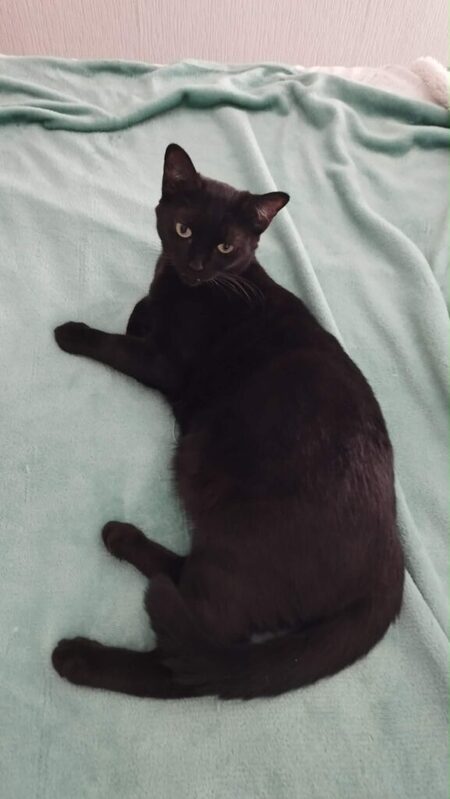 Adopter Arwen