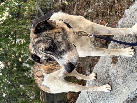 Adopter Macao