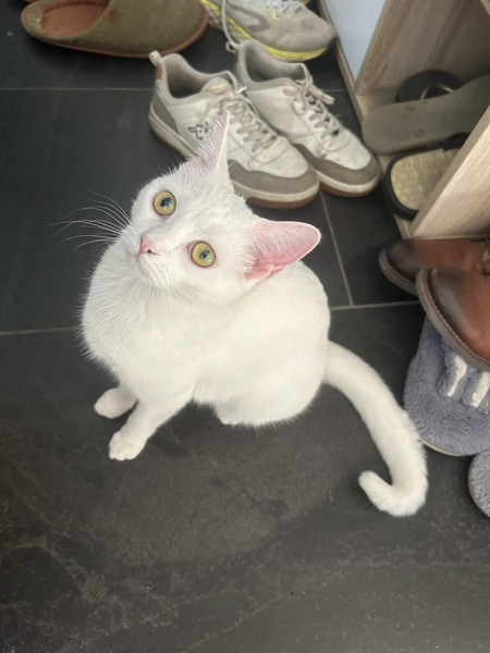Adopter Nougatine