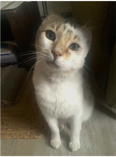 Adopter Arius