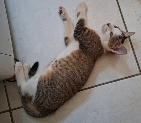 Adopter BOURDON