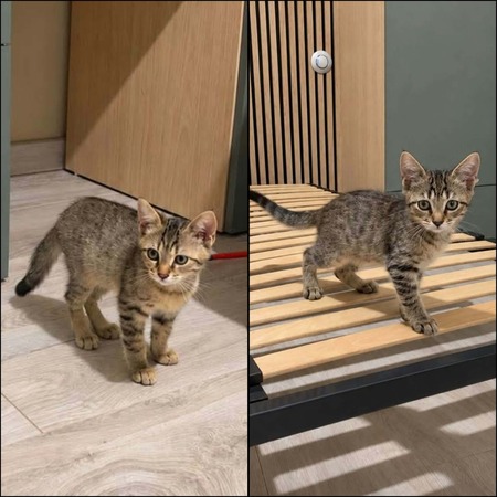 Adopter JOY et HAPPY