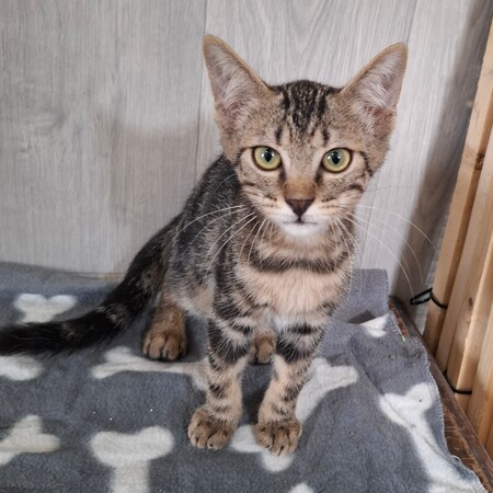 Adopter BRYO