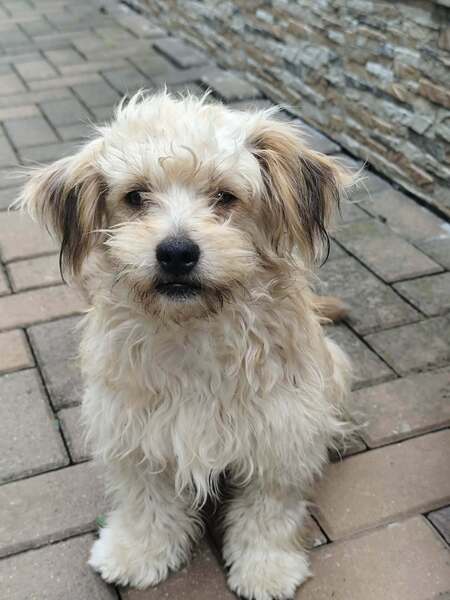 Adopter Locky
