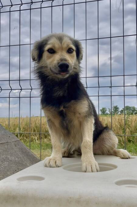 Adopter THEO