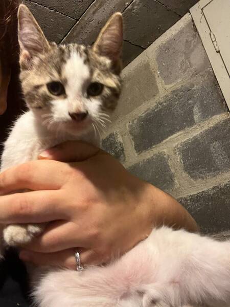 Adopter Chester