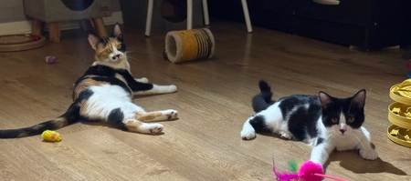 Adopter Moosh et Skadi