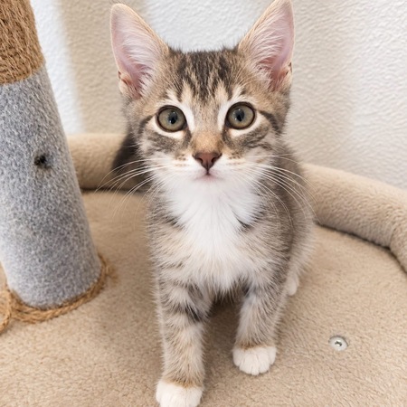 Adopter Tigris