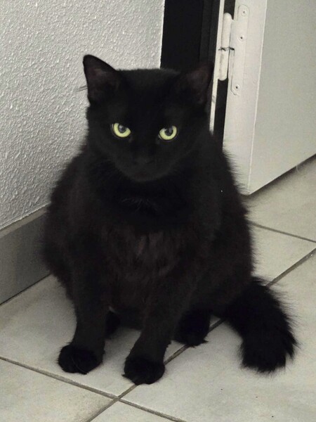 Adopter Duchesse