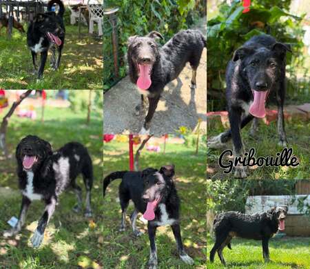 Adopter GRIBOUILLE