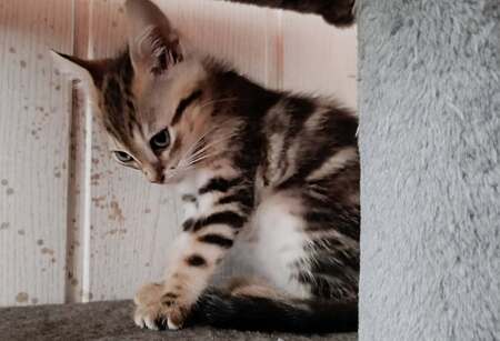 Adopter Bonbon