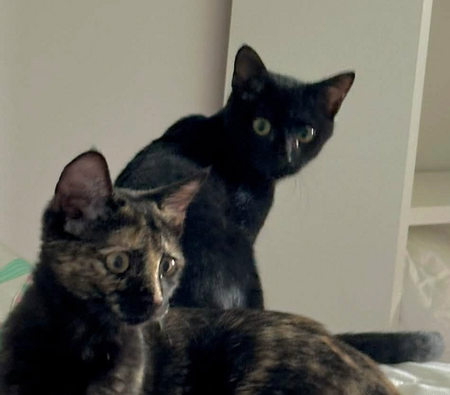 Adopter JASMIN ET MARGUERITE