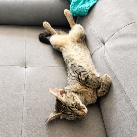 Adopter MIMICHE