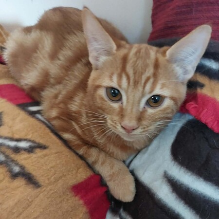 Adopter Babacool