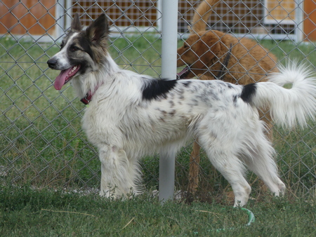 Adopter Jasper