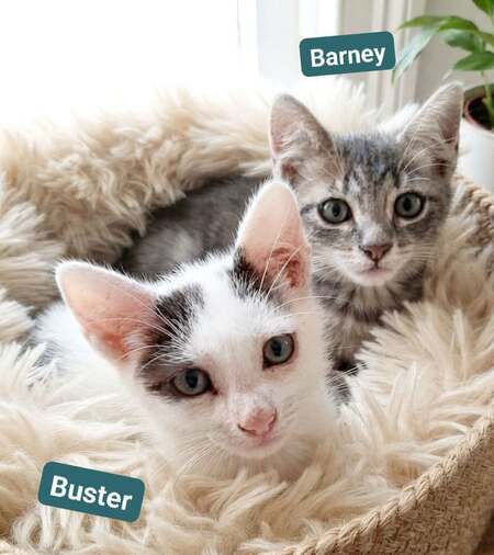 Adopter Buster & Barney