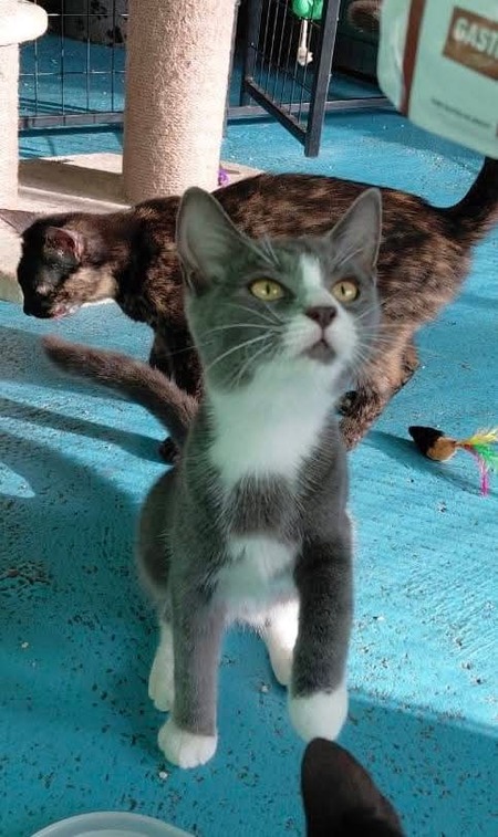 Adopter Gary