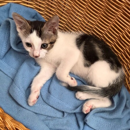 Adopter Bourbon