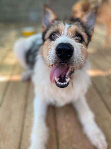 Adopter Barbos