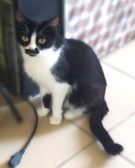 Adopter Raksha