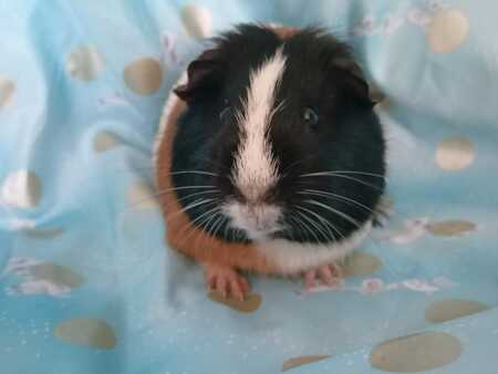 Adopter Muffin