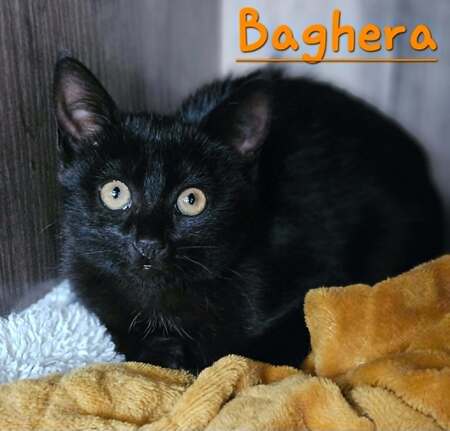 Adopter Bagheera