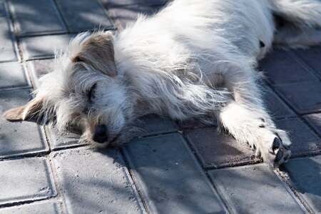 Adopter Florette