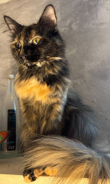 Adopter Nala
