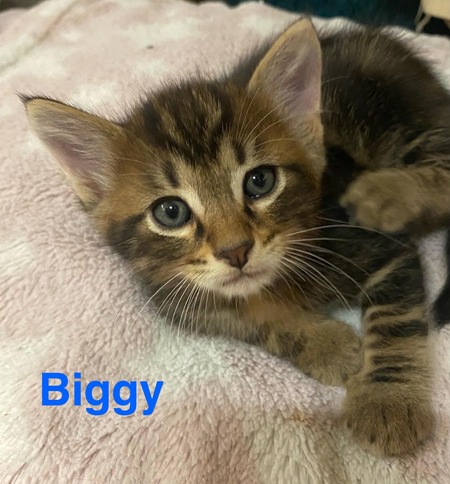 Adopter Biggy