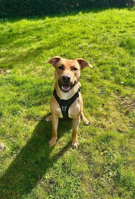 Adopter Newis