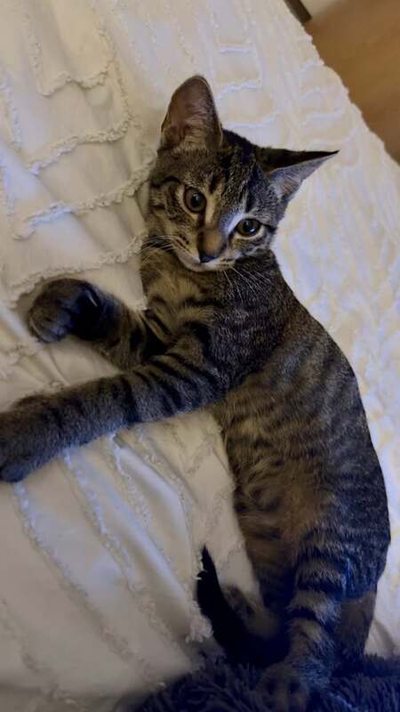 Adopter Blake