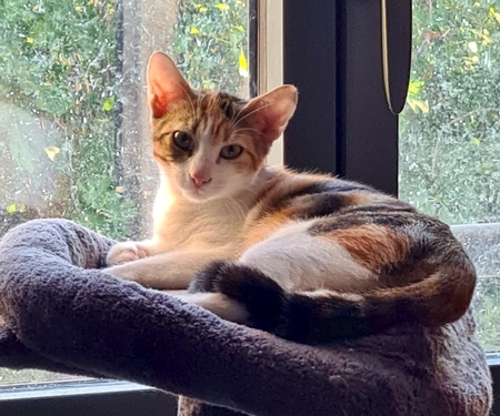 Adopter Betty