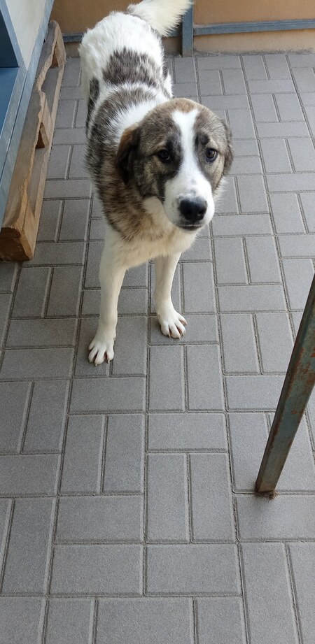 Adopter Haxo