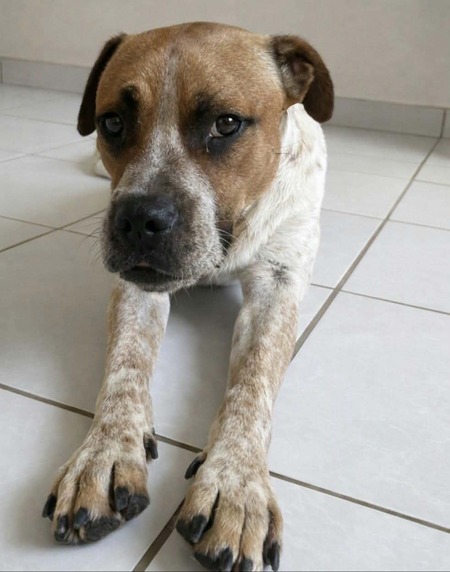 Adopter Rock