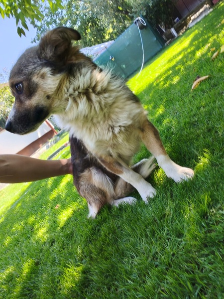 Adopter Kina