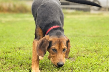 Adopter Louna